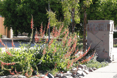 Penstemon eatonii 2 KM